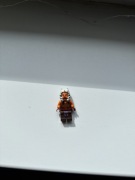 Lego Ahsoka Tano Padawan 