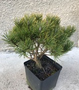 Sosna górska kosodrzewina Pumilio. Piękna sadzonka .