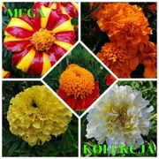 Aksamitka - MEGA KOLEKCJA 