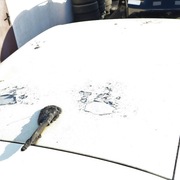 Dach Renault Clio V biały do malowania