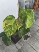 Monstera marmorata szczyt.