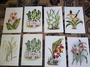 Storczyki - Orchidee  reprint XIX w. grafik do aranżacji wnętrza