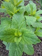 Melisa lekarska -sprzedaż na pęczki Smart 