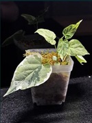 Telosma Minor Variegata