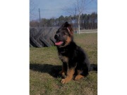 Owczarek Niemiecki Owczarki Niemieckie Krótkowłosy Czarny Podpalany Suczka