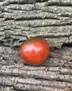 PINK SAPHIRE   Pomidor Kolekcjonerski 