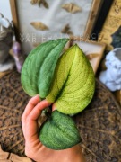 Scyndapsus Hologram Exotica sparkling Borneo variegata scindapsus sadzonka