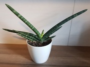Sansevieria cylindrica boncel