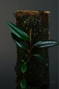 philodendron pierrelianum „dark side”. Terrarium,vivarium, kolekcjonerski