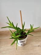 Aloes squarrosa (aloe) 