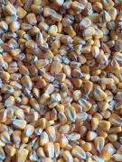 Kukurydza 25kg dla kur, gołębi, ryb