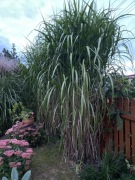 Miskant olbrzymi sadzonka