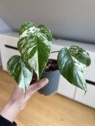 Monstera Variegata