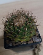  Kaktusy Obregonia denegrii SB448