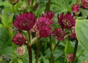 Jarzmianka większa Ruby Cloud czerwień30 nasion