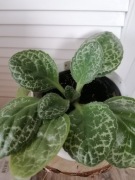 Skrętnik Pretty Turtle