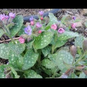 miodunka plamiasta (Pulmonaria officinalis)