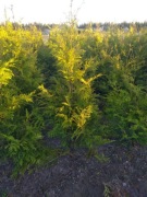 Thuja brabant  150 -170