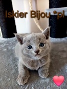 Kocurki rosyjskie niebieskie z rodowodem 5 pok wstecz Bijou*pl 