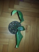 Philodendron filodendron  Dragon Tail Rhaphidophora decursiva