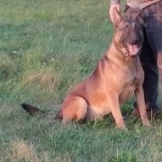 Owczarek Belgijski Malinois 7 miesięcy