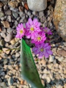 Hepatica Rosea -przylaszczka