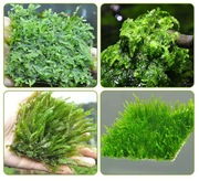 akwariowa siatka druciana ze stali nierdzewnej rośliny siatka na mech 2 szt