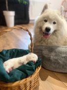 Samoyed Samojed Szczeniaki - NEXT TO HEAVEN FCI/ZKWP