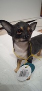 FIGURKA PSA CHIHUAHUA LEONARDO COLLECTION LESSER &PAVEY 