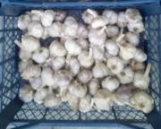 czosnek zimowy Harnaś 50 szt