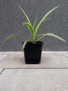 Zielistka Sternberga w doniczce 