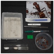 Camponotus nicobarensis + zestaw do hodowli mrówek 