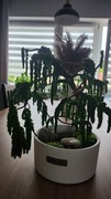 Drzewko bonsai z roślin stabilizowanych 