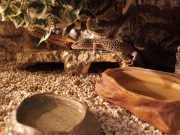 Gekony lamparcie 2 samice + 1 samiec + w pełni wyposażone terrarium.