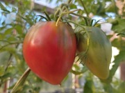 Kolekcjonerskie  pomidor  Anna Rusian 