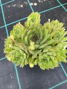 Rojniki nr 4 sadzonka p9