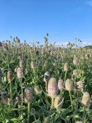 Szczeć pospolita na suche bukiety 