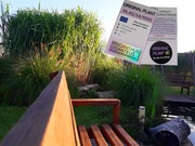 Miskant Olbrzymi,rizomyXXL25szt- DUŻE NA ŻYWOPŁOT