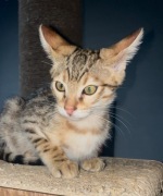 Kot savannah- kocięta Miniserwal