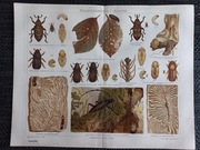 Waldverderber I - duża chromolitografia 1897 r
