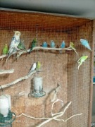 Sprzedam papugi faliste 