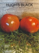 037-HUGH'S BLACK. Pomidory kolekcjonerskie.