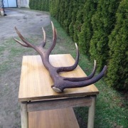 Poroże zrzut jelenia, duży.