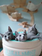 Kot rosyjski niebieski