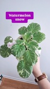Sadzonka saintpaulia watermelon snow kolekcjonerski fiołek afrykański