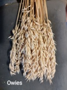 Owies zboże suszone naturalne trawy słomkowy wianki palmy