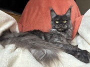 Maine coon koteczka dymna