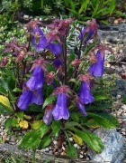 Dzwonek Campanula wanneri