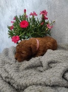 Pudel Toy śliczne szczeniaki - Badania Genetyczne 