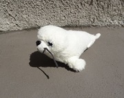 Maskotka Pluszak Przytulanka Foczka Foka